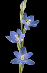 Thelymitra longiloba