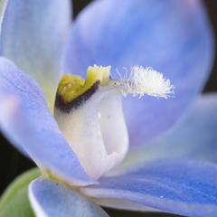 Thelymitra longiloba