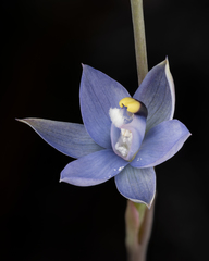 Thelymitra atronitida