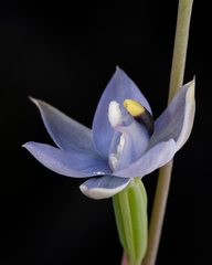 Thelymitra atronitida