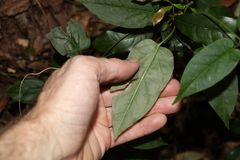 Leichhardtia longiloba