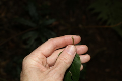 Leichhardtia longiloba