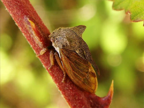 Paprastoji Kuprotoji Cikada nuotrauka