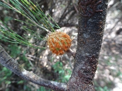 Allocasuarina nana