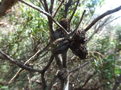 Allocasuarina nana