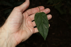 Leichhardtia longiloba