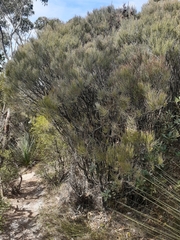 Allocasuarina nana