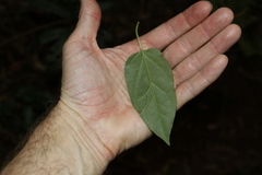 Leichhardtia longiloba
