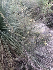 Phebalium stenophyllum