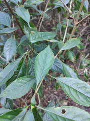 Hydrangea chinensis
