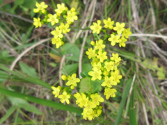 Patrinia rupestris