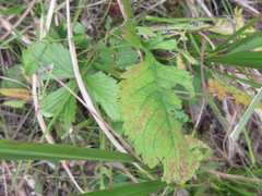 Patrinia rupestris