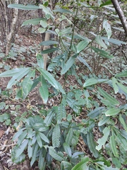 Lindera megaphylla