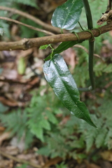 Aristolochia laheyana