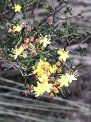 Phebalium stenophyllum