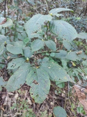 Lindera reflexa