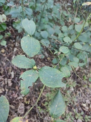 Lindera reflexa