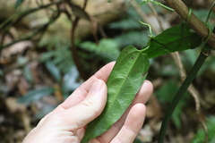 Aristolochia laheyana