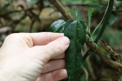 Aristolochia laheyana