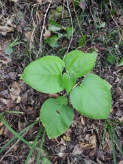 Clerodendrum trichotomum
