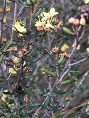 Phebalium stenophyllum
