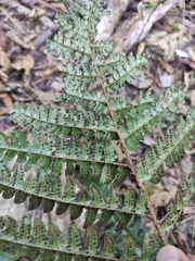 Dryopteris championii