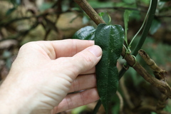 Aristolochia laheyana