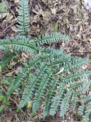 Dryopteris championii