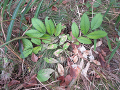 Dictamnus dasycarpus