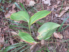 Convallaria keiskei