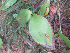 Convallaria keiskei