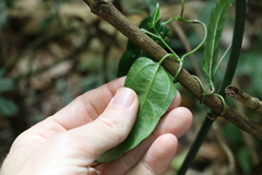 Aristolochia laheyana