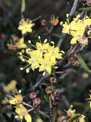 Phebalium stenophyllum
