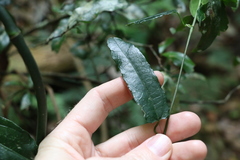 Aristolochia laheyana