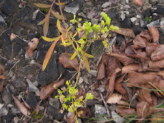 Patrinia scabiosifolia