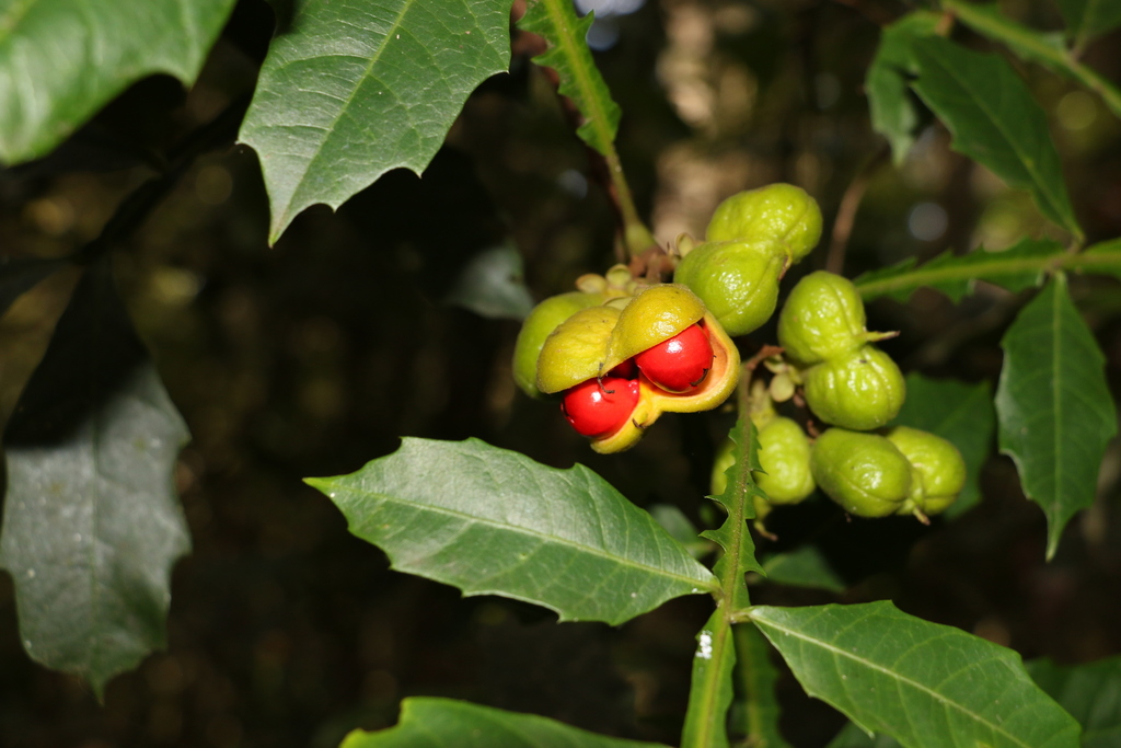 Harpullia alata