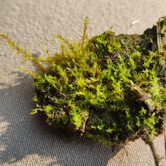 Hygroamblystegium humile