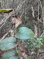 Tricyrtis macropoda