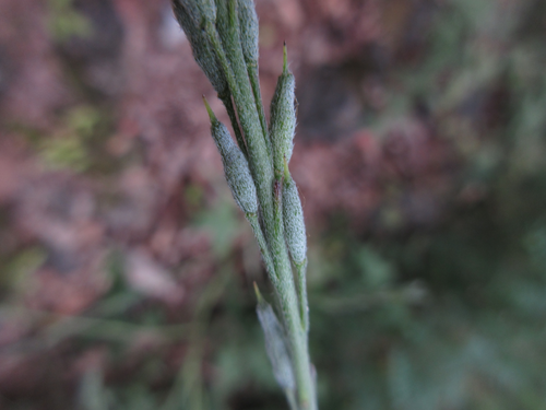 Berteroella maximowiczii iNat (1)