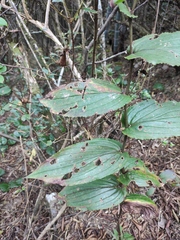 Tricyrtis macropoda