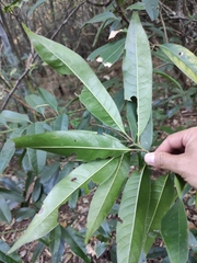 Magnolia fordiana