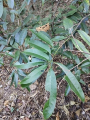 Magnolia fordiana