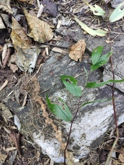 Polygonatum filipes