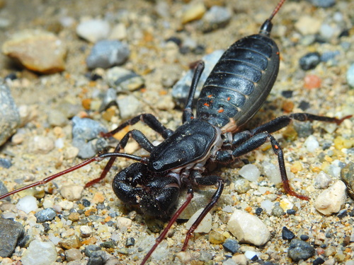 Mastigoproctus cinteotl
