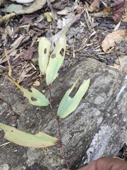 Polygonatum filipes