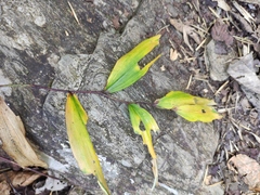 Polygonatum filipes