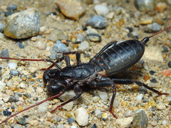 Mastigoproctus cinteotl