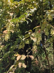 Acer davidii
