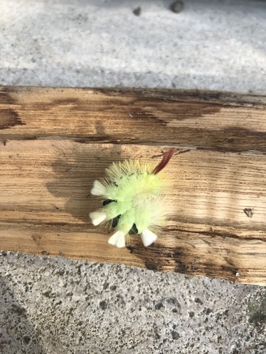 Calliteara pudibunda