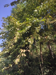 Acer davidii